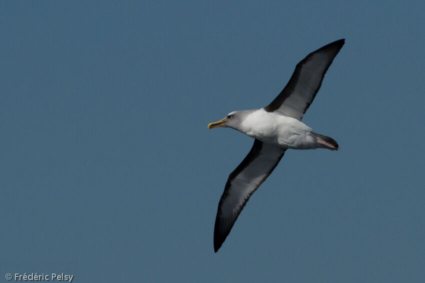 Albatros de Bulleradulte