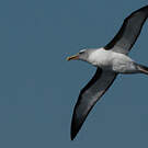 Albatros de Buller