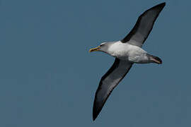 Buller's Albatross