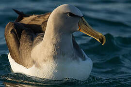 Salvin's Albatross