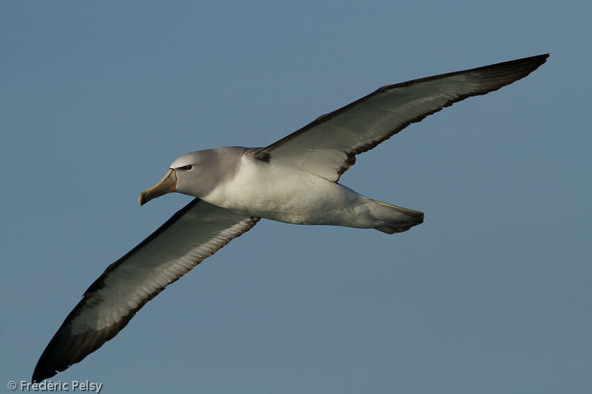 Salvin's Albatrossadult