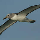 Albatros de Salvin