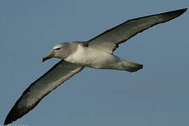 Salvin's Albatross