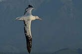 Albatros des Antipodes