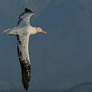 Albatros des Antipodes
