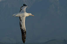 Albatros des Antipodes