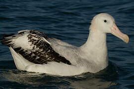 Antipodean Albatross