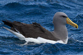 Chatham Albatross