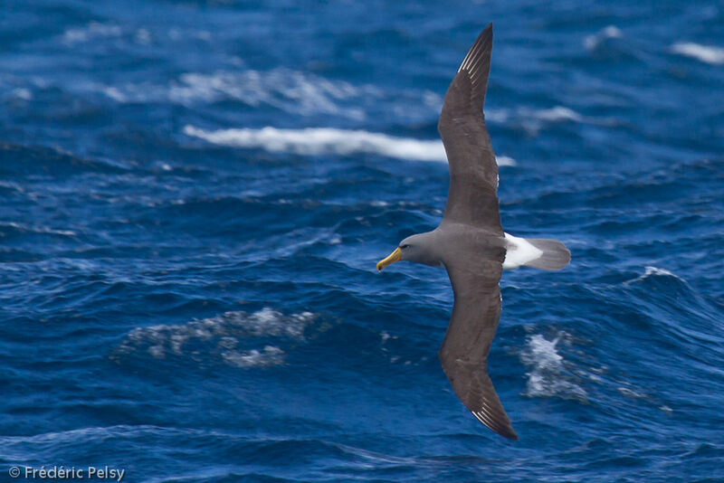 Albatros des Chathamadulte