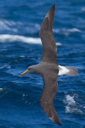 Albatros des Chatham