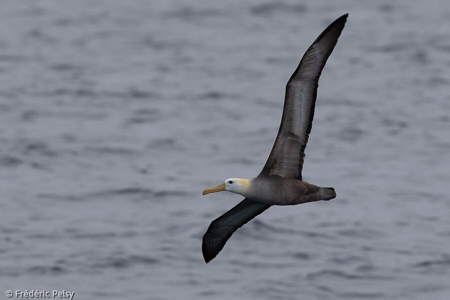 Waved Albatross