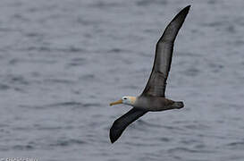 Waved Albatross