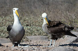 Waved Albatross