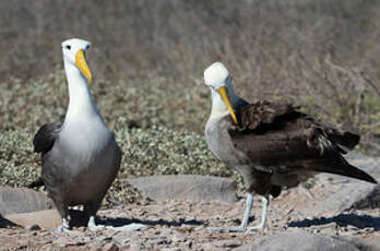 Albatros des Galapagos