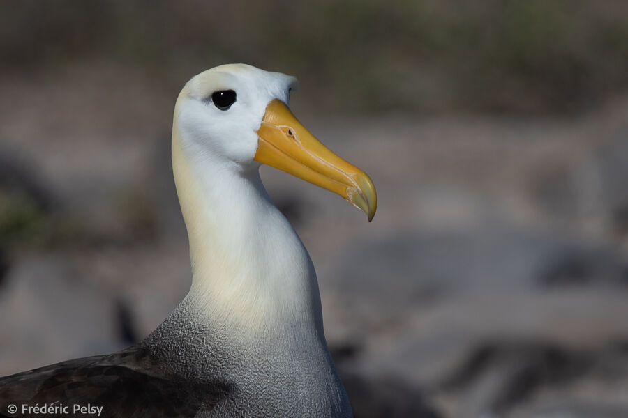 Albatros des Galapagos