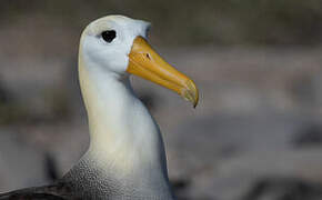 Waved Albatross