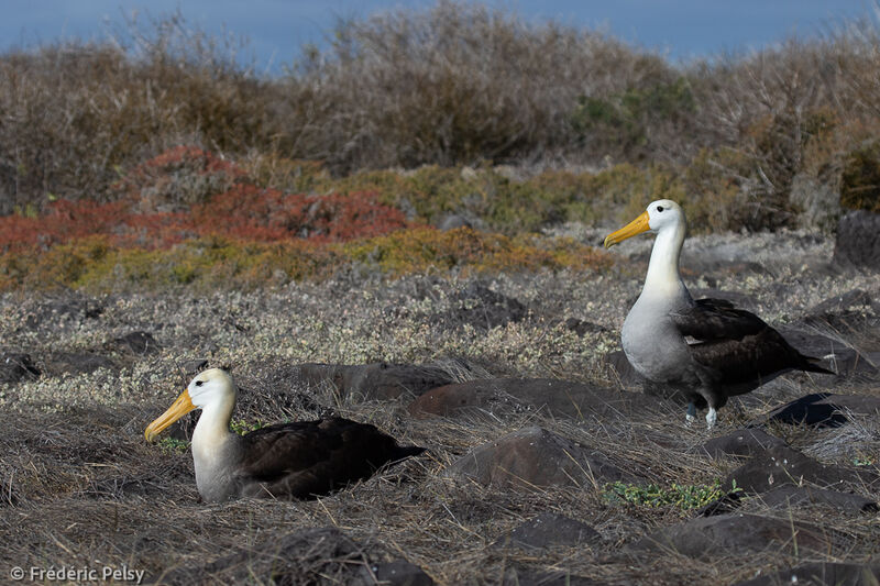 Albatros des Galapagosadulte