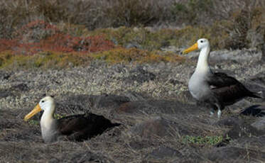 Albatros des Galapagos