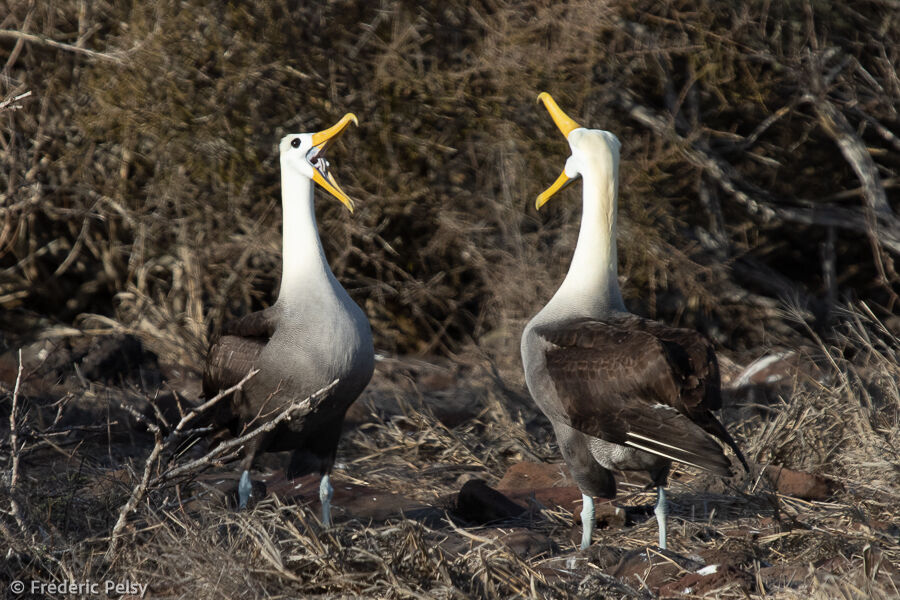 Waved Albatross