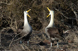 Waved Albatross