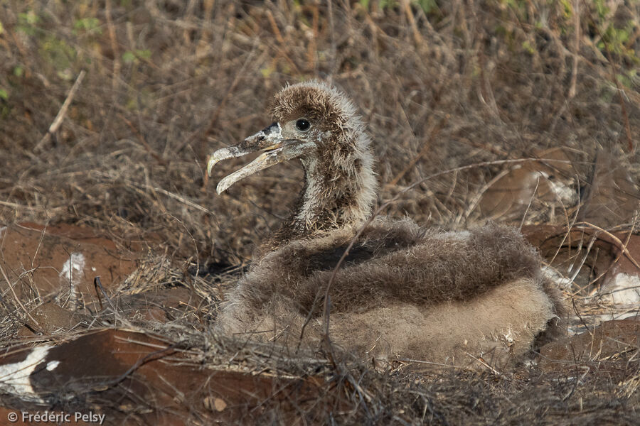 Waved Albatross