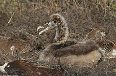 Albatros des Galapagos