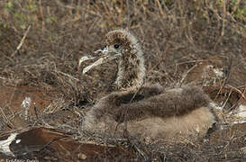 Waved Albatross