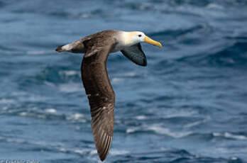 Albatros des Galapagos