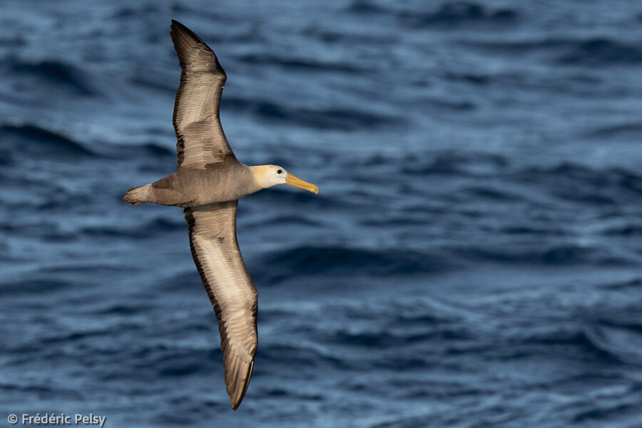 Albatros des Galapagos