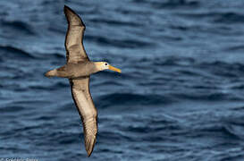 Waved Albatross