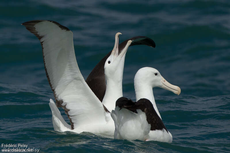 Northern Royal Albatrossadult, courting display