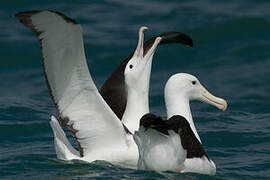 Northern Royal Albatross