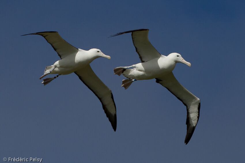 Northern Royal Albatrossadult