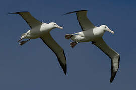 Northern Royal Albatross