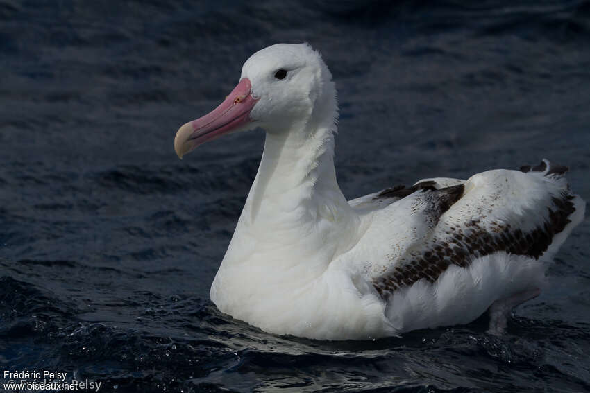 Southern Royal Albatrossadult, identification, swimming