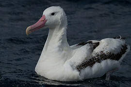 Southern Royal Albatross