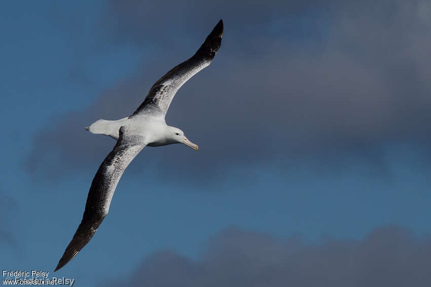 Albatros royaladulte, pigmentation, Vol