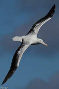 Southern Royal Albatross