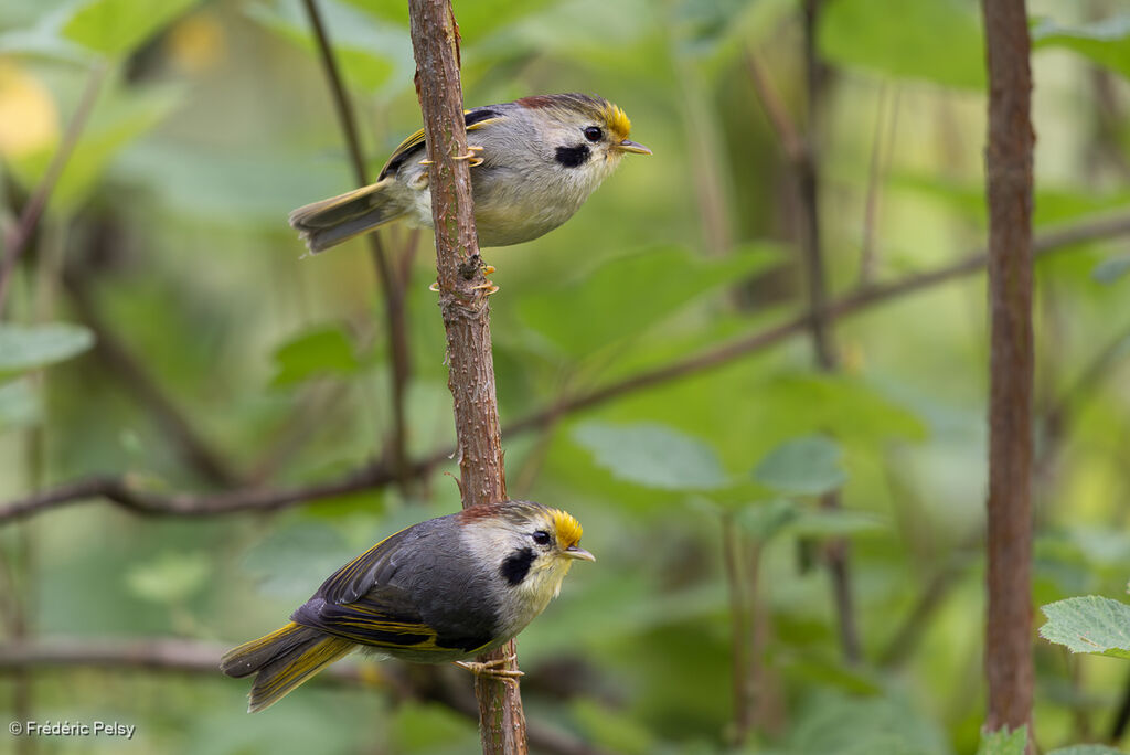 Golden-fronted Fulvetta