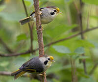 Alcippe à front jaune