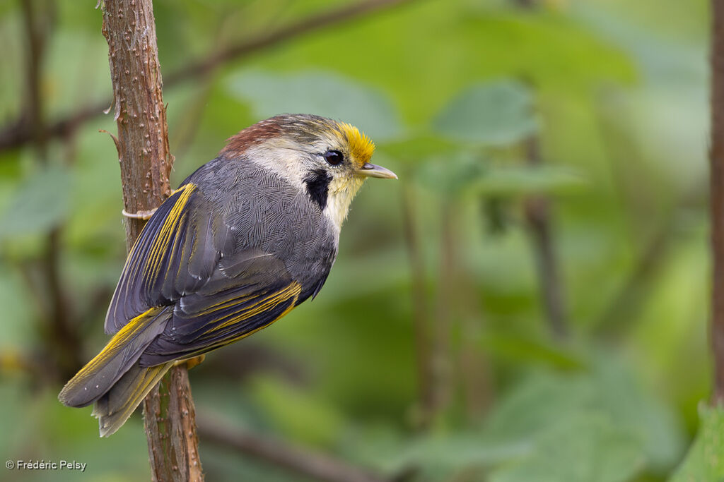Golden-fronted Fulvetta