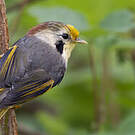 Alcippe à front jaune