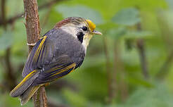 Alcippe à front jaune