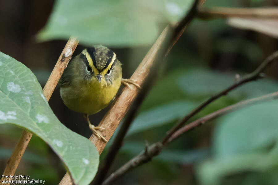 Yellow-throated Fulvetta