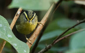 Yellow-throated Fulvetta