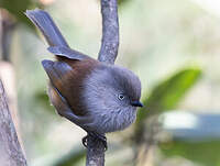 Alcippe à gorge rayée