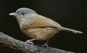 Brown-cheeked Fulvetta