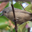 Alcippe à joues brunes