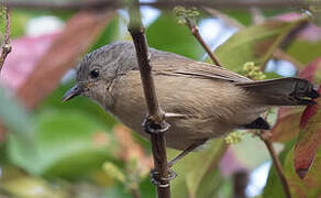 Brown-cheeked Fulvetta