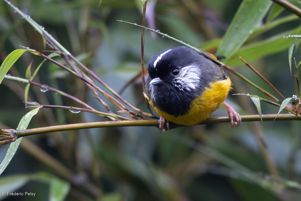 Golden-breasted Fulvetta